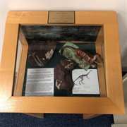 The Bones From the Well