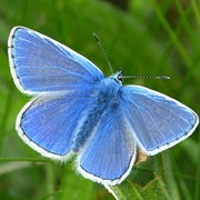 Common Blues