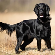 Groom a Flat Coated Retriever