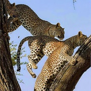 A Leap of Leopards