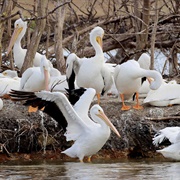 A Pod of Pelicans