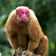 Uakari