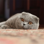 Groom a Scottish Fold