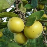Kei Apple (Dovyalis Caffra)