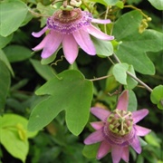 Maracuja Redondo (Passiflora Picturata)