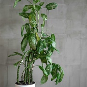 Tropic Snow Dumb Cane