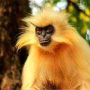 Golden Langur