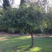 Arch of Colonial Trees