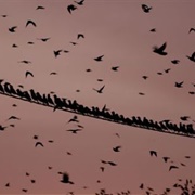 A Watch of Nightingales