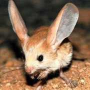 Kangaroo Mouse