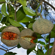 Toad Tree (Tabernaemontana Elegans)