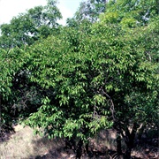 Murray's Plum (Prunus Murrayana)