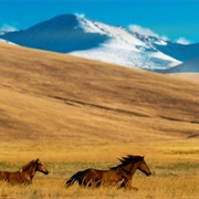 Wild Horses