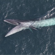 Sei Whale