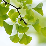 Gingko Leaves