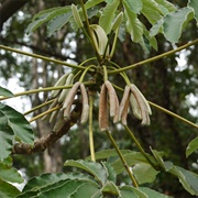 Trumpet Tree (Cecropia Peltata)