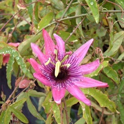 Dutchman's Laudanum (Passiflora Rubra)