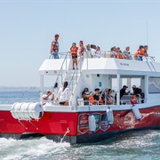 Cape Town Harbor Cruise