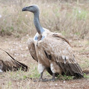Cape Vulture