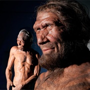 What Happened to the Neanderthals?