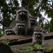 A Masque of Racoons