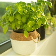 Basil Plant