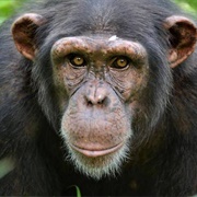 Chimpanzee