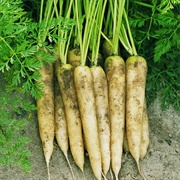 White Carrots