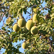 Fony Baobab (Adansonia Rubrostipa)
