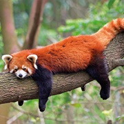 Red Panda