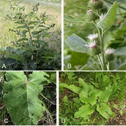 Burdock (All)
