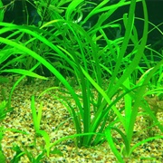 Dwarf Sagittaria Subulata