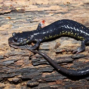 Northern Slimy Salamander