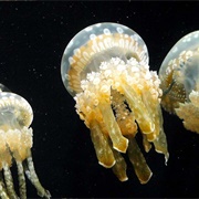 Fire Jellyfish