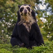 Spectacled Bear