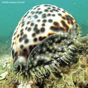 Tiger Cowrie