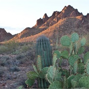 Ironwood Forest, AZ (BLM)