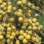 Yatay Palm (Butia Yatay)