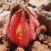 Hydnora Abyssinica