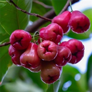 Wax Apple (Syzygium Samarangense)