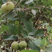 Apple (Sunan Al-Tirmidhi).