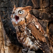 Screech Owl