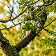 Service Tree (Sorbus Domestica)
