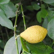 Alemow (Citrus MacRophylla)