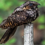 Whippoorwill