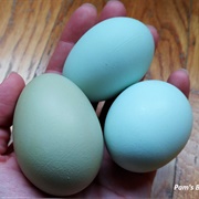 Blue Eggs