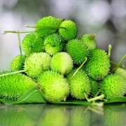 Spiny Gourd (Momordica Dioica)
