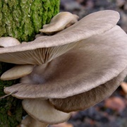 Indian Oyster (Pleurotus Pulmonarius)
