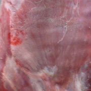 Cow Calf Veal
