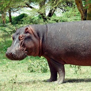 Common Hippopotamus